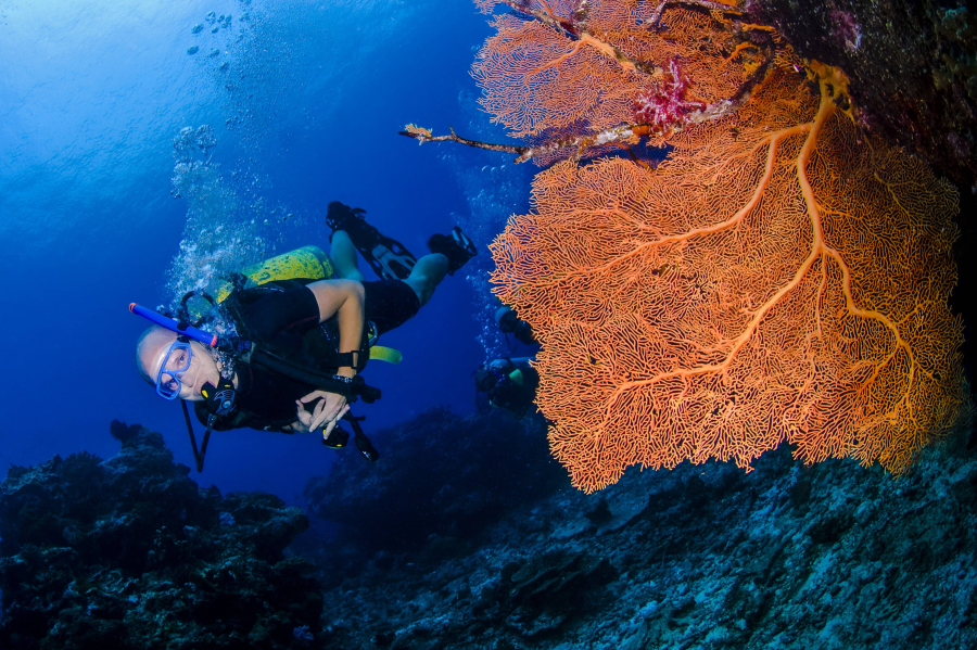 Devenir autonome en plongée : guide de la formation niveau 1